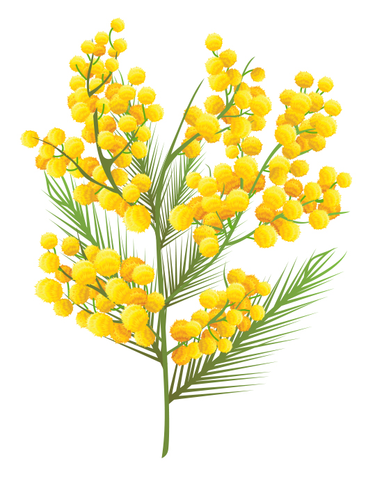 A sprig of wattle with green leaves and golden pom-pom shaped flowers.