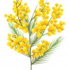 Slide 4: A sprig of wattle with green leaves and golden pom-pom shaped flowers.